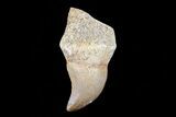 Halisaurus Tooth (Mosasaur) #73261-1